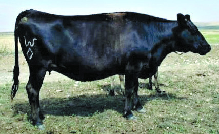 Mizutani 607E, dam of Tsunami 54B